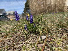 Muscari