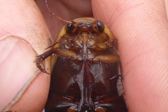 Dytiscus verticalis