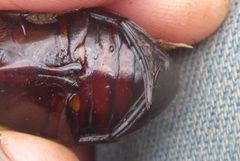 Dytiscus verticalis