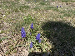 Muscari