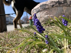 Muscari