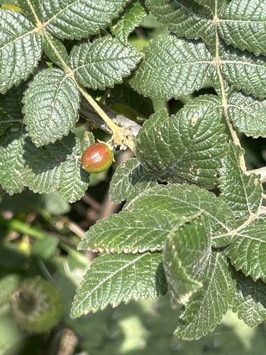 Bursera palmeri S.Watson