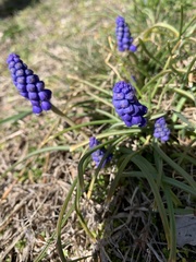 Muscari