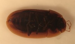 Helobata larvalis