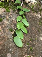 Hoya coronaria