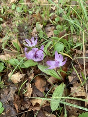 Erythronium hendersonii