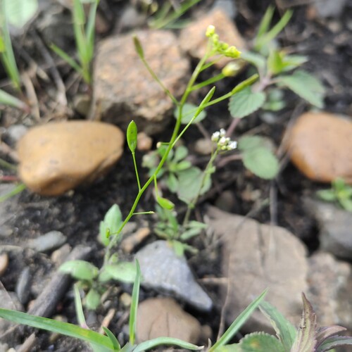 Woodland draba (Draba nemorosa)