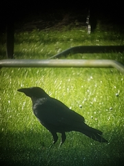 Corvus corone corone