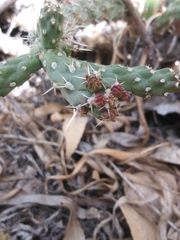 Cylindropuntieae