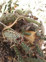 Cylindropuntieae