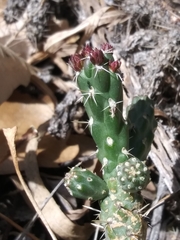 Cylindropuntieae