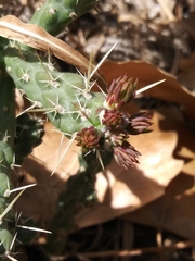 Cylindropuntieae