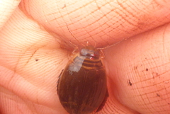 Acilius semisulcatus