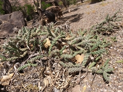 Cylindropuntieae