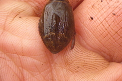 Acilius semisulcatus