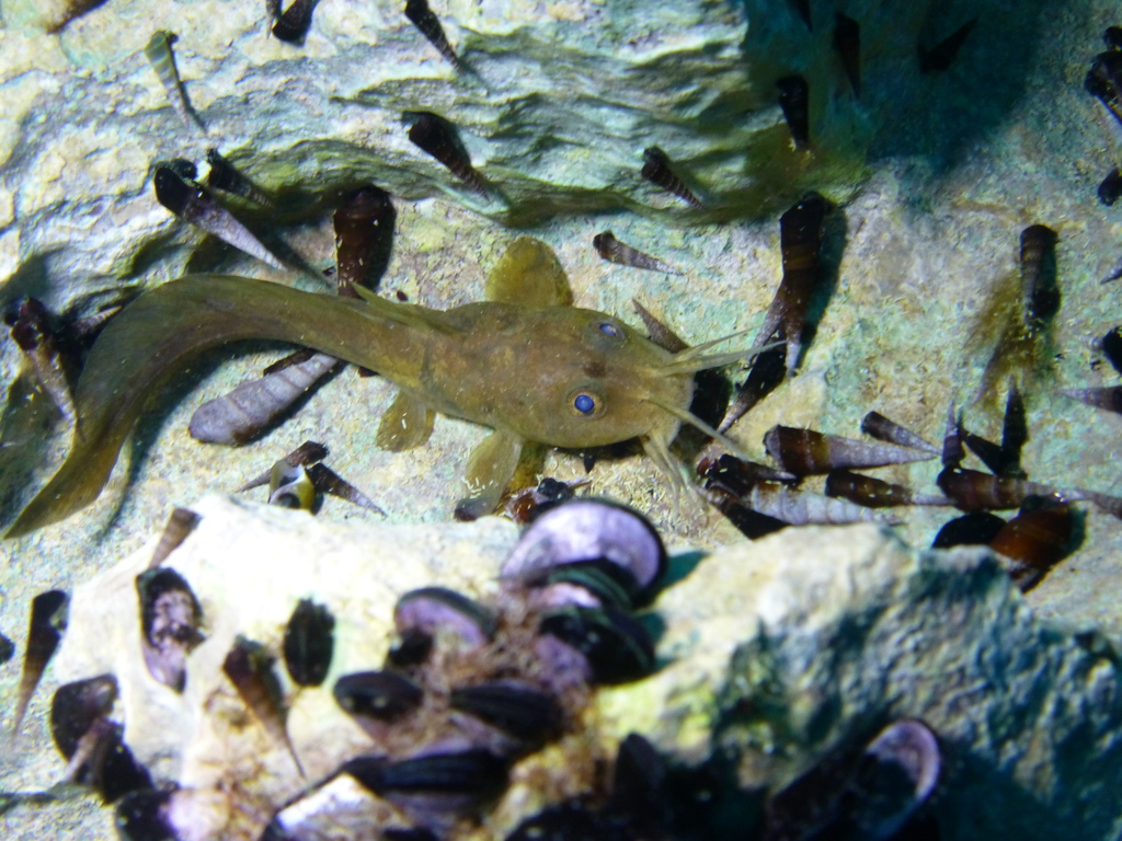 Whitelip Catfish