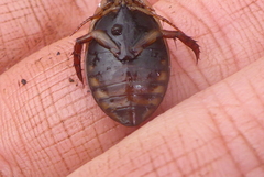 Acilius semisulcatus