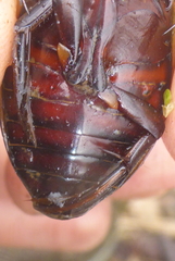 Dytiscus verticalis