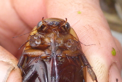 Dytiscus verticalis