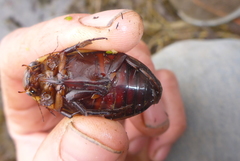 Dytiscus verticalis