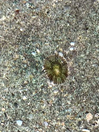 Acmaea antillarum, 2026-05-12
