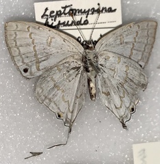 Leptomyrina hirundo