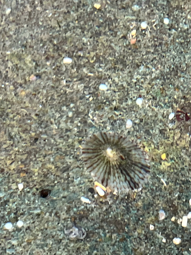 Acmaea antillarum, 2026-05-12