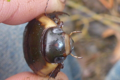 Dytiscus verticalis