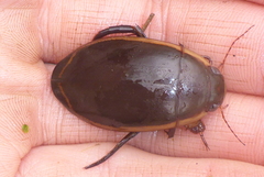 Dytiscus verticalis