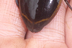Dytiscus verticalis