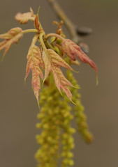 Quercus falcata