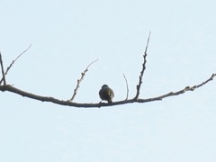 Anthreptes rectirostris