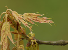 Quercus falcata