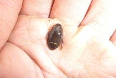 Acilius semisulcatus