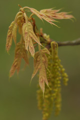 Quercus falcata