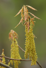 Quercus falcata