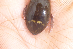 Acilius semisulcatus