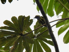 Buccanodon duchaillui