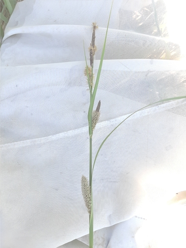 water sedge
