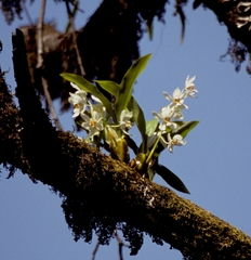Coelogyne corymbosa