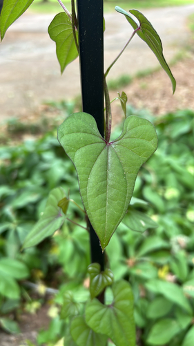 Chinese yam