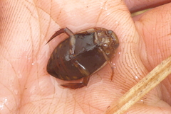 Acilius semisulcatus