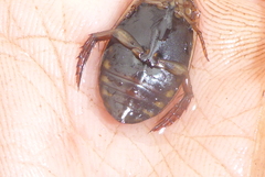 Acilius semisulcatus