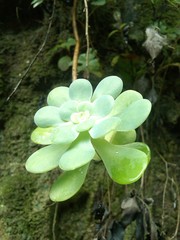 Sedum palmeri