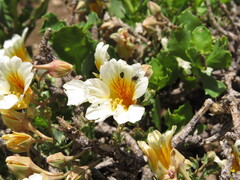 Tropaeolum sessilifolium