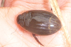Acilius semisulcatus