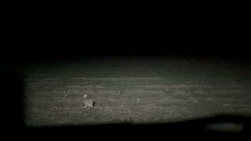 Brown Hare