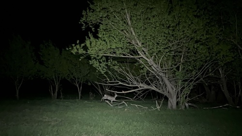 Eastern Roe Deer