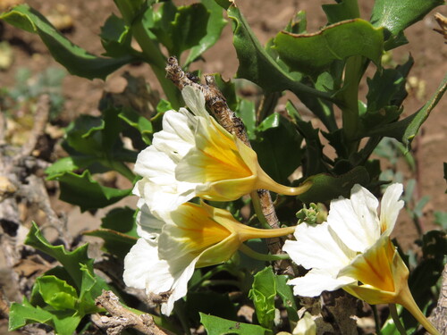 Tropaeolum sessilifolium, photograph 1
