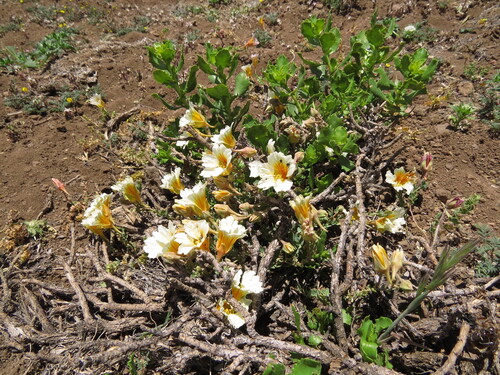Tropaeolum sessilifolium, photograph 2